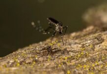 Votuporanga acumula 654 casos positivos de dengue em 2023