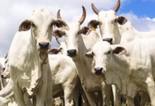 Leilão de Américo de Campos para Santa Casa é neste domingo