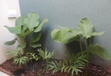 Santa Casa recebe doação de plantas para paisagismo