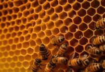 Inscrições para curso de Apicultura seguem até 30 de junho