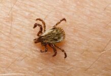 Estado investiga mais uma morte por suspeita de febre maculosa no interior