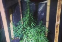 Homem é preso com plantação de maconha em Parisi