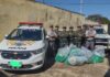 Polícia apreende quase 500 tijolos de maconha em rodovia de Penápolis