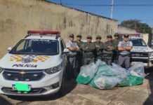 Polícia apreende quase 500 tijolos de maconha em rodovia de Penápolis