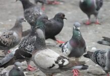 Ratos do céu? Saiba se os pombos realmente transmitem doenças e devem ser considerados ‘vilões’