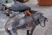 Cachorro é encontrado com sinais de maus-tratos e tutor leva multa de R$ 3 mil em Cardoso