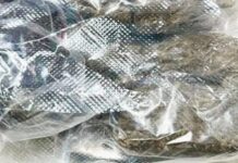 Polícia Civil prende mulher com “supermaconha” em Rubinéia