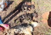 Homem mata quatro cachorros a pauladas e choques elétricos em Valentim Gentil