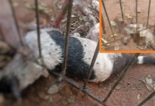 Mulher se muda de cidade e deixa animais morrerem de fome