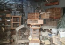 Pai e filho são multados em R$ 1,3 milhão por manter mais de 400 aves em situação de maus-tratos
