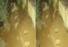 Câmera de segurança flagra onça-parda ‘furtando’ galinha em Álvares Florence