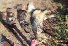 Homem é preso após espancar companheira e matar quatro cães eletrocutados