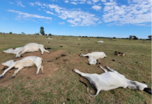 Frio mata mais de mil cabeças de gado em MS. Prejuízo de R$ 3 milhões