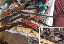 Pai e filho são presos após serem flagrados com criação de javaporcos em Monte Aprazível