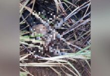 Funcionários de usina encontram corpo parcialmente carbonizado em canavial de Cedral