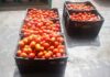 Produtores de Parisi doam tomates para Santa Casa