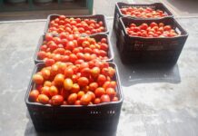 Produtores de Parisi doam tomates para Santa Casa