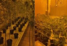 Polícia encontra estufa e apreende 200 pés de maconha em Araçatuba