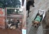 Com 140 cães, Abrigo dos Focinhos pode fechar em Votuporanga