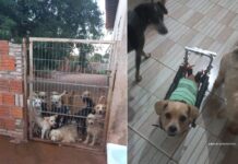 Com 140 cães, Abrigo dos Focinhos pode fechar em Votuporanga