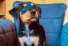 Alesp aprova lei que proíbe a venda de animais em pet shops e sites