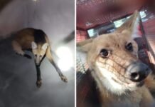 Ameaçado de extinção, lobo-guará é resgatado dentro de barracão em Olímpia