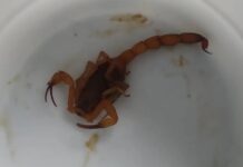 Criança de 2 anos é picada na pálpebra por escorpião enquanto dormia em Rio Preto