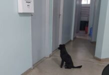 ‘Aucompanhante’: cachorro é flagrado esperando dona sair de consulta em postinho na região