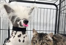 Eco Resort Foz do Marinheiro incentiva castração de animais