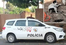 Mulher é presa por maus-tratos a animais em Votuporanga