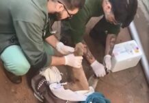 Onça-parda é capturada em casa de Fernandópolis