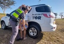 Passageira de ônibus é presa após ser flagrada com tijolos de pasta base de cocaína escondidos embaixo de saia
