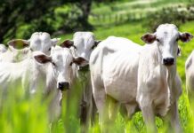 Sebastianópolis do Sul realiza 1º leilão de gado em prol da Santa Casa