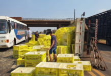 Caminhão de frangos tomba na Péricles Belini