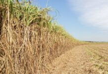 Votuporanga e Rio Preto estão entre as cidades que mais produzem cana-de-açúcar no Estado
