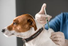Prefeitura realizará vacinação contra a raiva em cães e gatos neste sábado