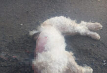 Barbárie: cadela é ‘escalpelada’ e arremessada contra portão no Bom Clima