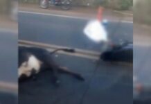 Motociclista morre ao atropelar boi em rodovia de Ipiguá