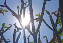 TEMPO: Defesa Civil alerta para altas temperaturas e baixa umidade em Votuporanga