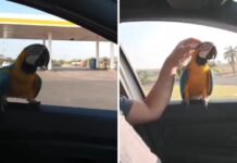 Arara ‘pega carona’ em viatura e surpreende PMs em Ilha Solteira