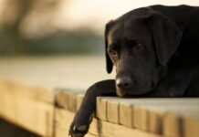 Pet Home Crematório – Para quando for dar adeus ao seu melhor amigo