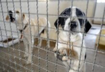 Governador de SP veta projeto que queria proibir venda de animais em pet shops