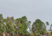 Cavinho enfrenta o Catanduva pela União Cup