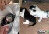 Polícia encontra filhotes de gato dentro de saco plástico em lixeira