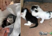 Polícia encontra filhotes de gato dentro de saco plástico em lixeira