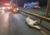 Motorista fica ferida depois de atropelar cavalo em rodovia de Bady Bassitt
