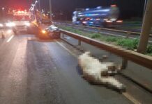 Motorista fica ferida depois de atropelar cavalo em rodovia de Bady Bassitt