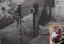 Homem fere patas de pit bull com cortador de grama em Cedral