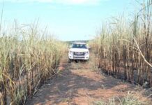 Polícia Ambiental autua empresa após queimada em Votuporanga
