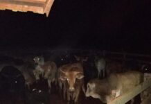 MP denuncia bando por roubo de gado em Paulo de Faria